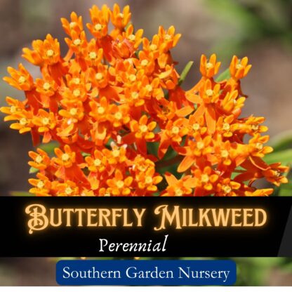 butterfly milkweed