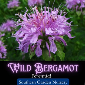 wild bergamot