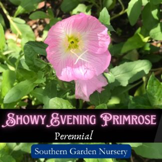 Showy Evening Primrose