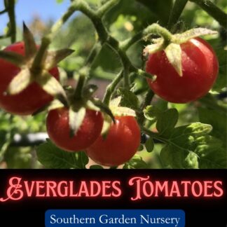 Everglades tomato seeds