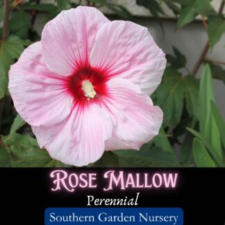 Rose Mallow bloom