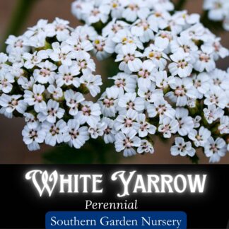 white yarrow flowers