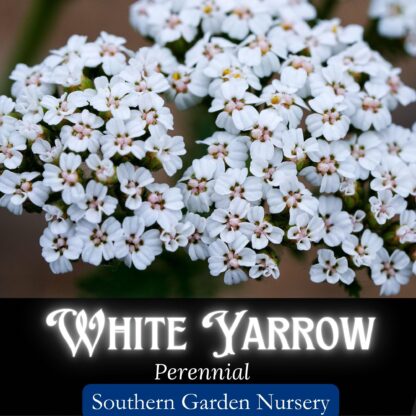 white yarrow flowers