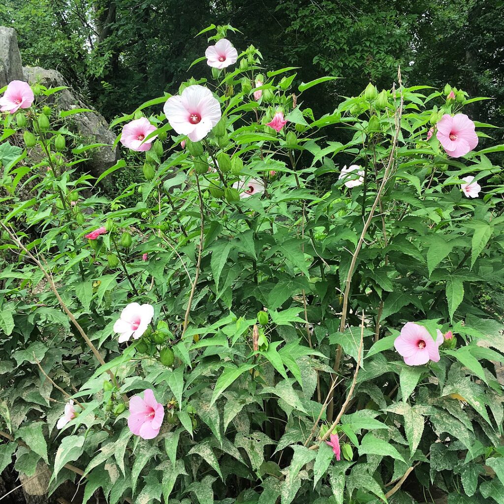 Halberd-leaf rosemallow bush in bloom