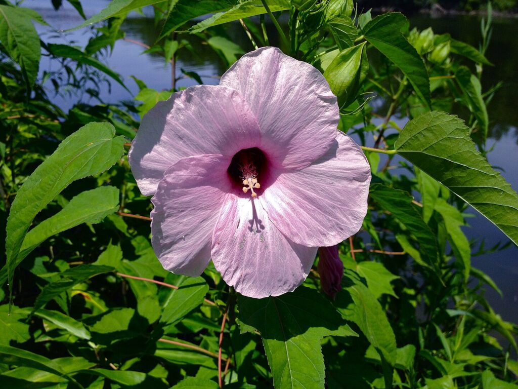 Pink Halberd-leaf rosemallow flower