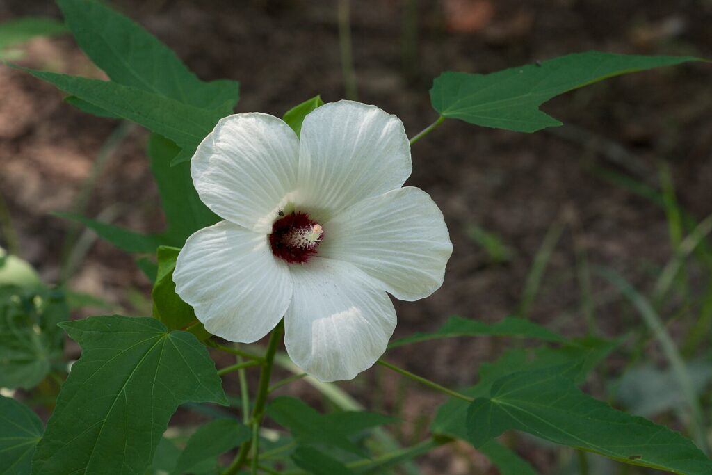 White Halberd-leaf Rosemallow flower