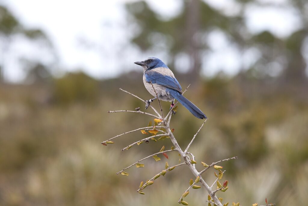 A Florida scrub jay’s bright blue and gray plumage stands out against a backdrop of scrub oaks.