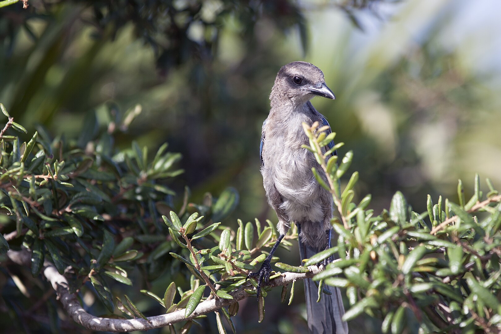 Scrub Jay in Trees for Florida Wildlife