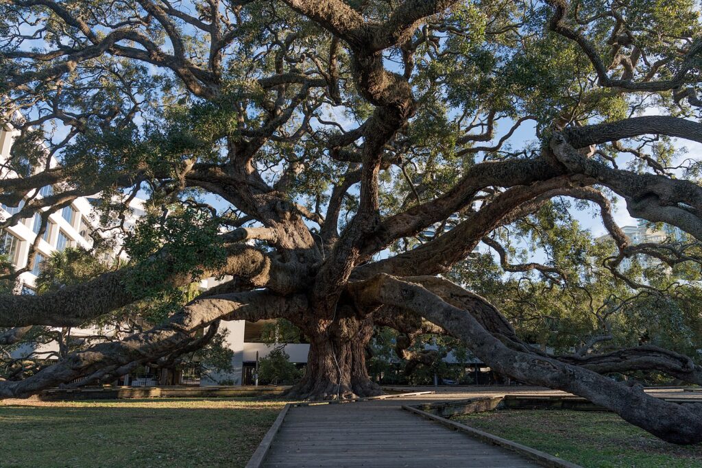 Planting natives, like Live Oak trees, is the key to creating a wildlife-friendly Florida garden