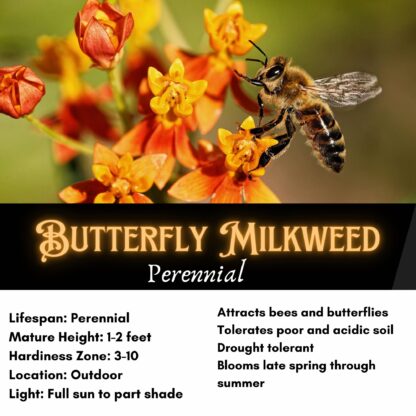 Butterfly Milkweed Seeds / Asclepias tuberosa - Image 2