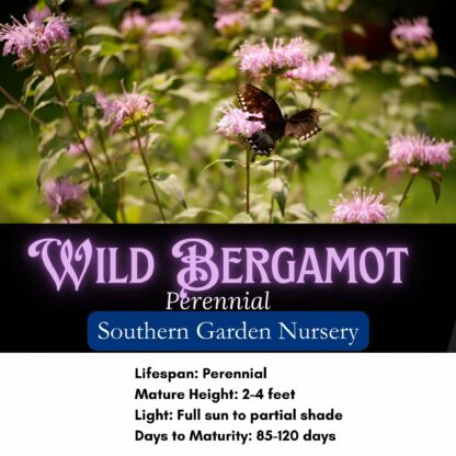 Wild Bergamot Wildflower Seeds, Bee Balm / Monarda fistulosa - Image 2