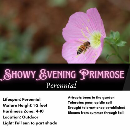 Showy Evening Primrose Seeds, Pinkladies Flowers / Oenothera speciosa - Image 2