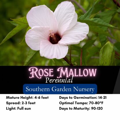 Rose Mallow Hardy Hibiscus Flower Seeds, Halberd-leaf Rosemallow / Hibiscus laevis - Image 2