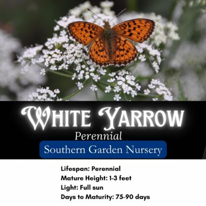 White Yarrow / Achillea millefolium - Image 2