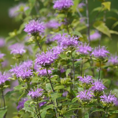 Wild Bergamot Wildflower Seeds, Bee Balm / Monarda fistulosa - Image 3