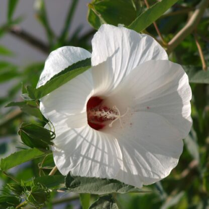 Rose Mallow Hardy Hibiscus Flower Seeds, Halberd-leaf Rosemallow / Hibiscus laevis - Image 3