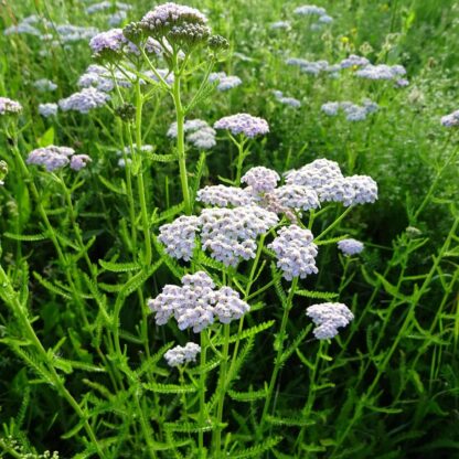 White Yarrow / Achillea millefolium - Image 3