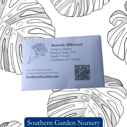 Butterfly Milkweed Seeds / Asclepias tuberosa - Image 3