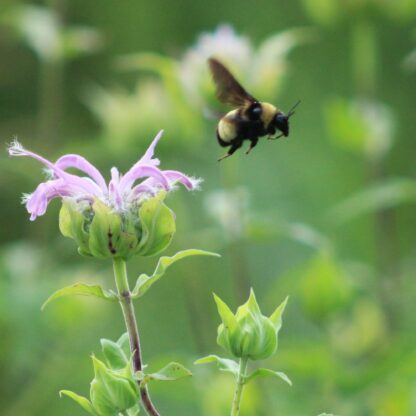 Wild Bergamot Wildflower Seeds, Bee Balm / Monarda fistulosa - Image 4