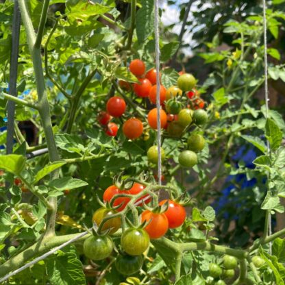 Florida Everglades Tomato Seeds /  Solanum pimpinellifolium - Image 4