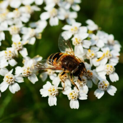 White Yarrow / Achillea millefolium - Image 4