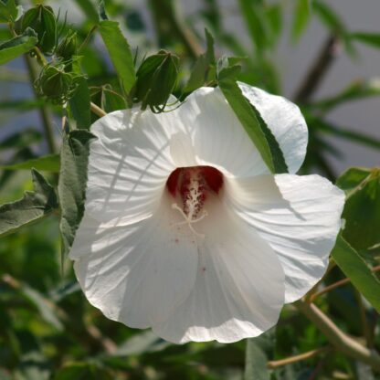 Rose Mallow Hardy Hibiscus Flower Seeds, Halberd-leaf Rosemallow / Hibiscus laevis - Image 5