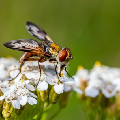 White Yarrow / Achillea millefolium - Image 5
