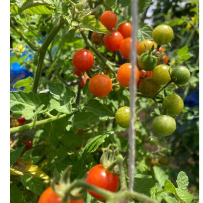 Florida Everglades Tomato Seeds /  Solanum pimpinellifolium - Image 5