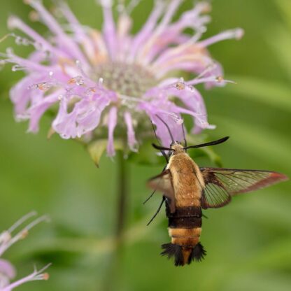 Wild Bergamot Wildflower Seeds, Bee Balm / Monarda fistulosa - Image 6