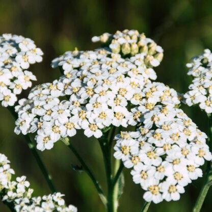 White Yarrow / Achillea millefolium - Image 6