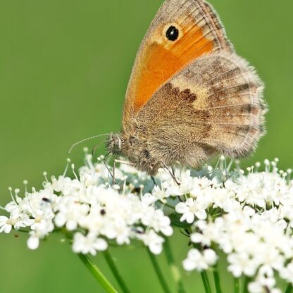 White Yarrow / Achillea millefolium - Image 7