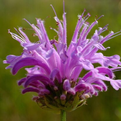 Wild Bergamot Wildflower Seeds, Bee Balm / Monarda fistulosa - Image 7