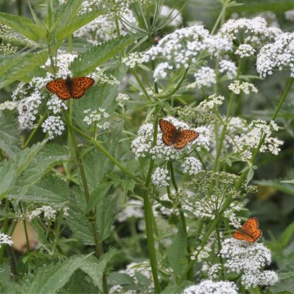 White Yarrow / Achillea millefolium - Image 8
