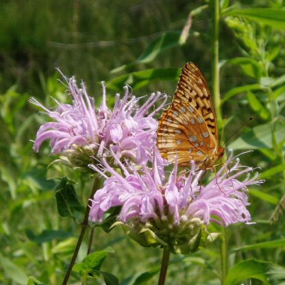 Wild Bergamot Wildflower Seeds, Bee Balm / Monarda fistulosa - Image 8