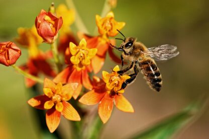 Butterfly Milkweed Seeds / Asclepias tuberosa - Image 6