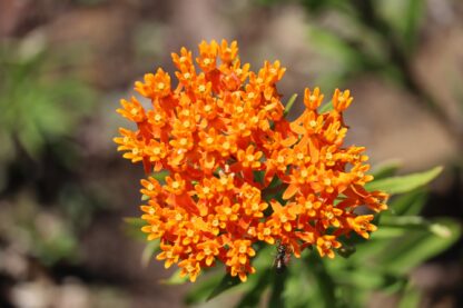 Butterfly Milkweed Seeds / Asclepias tuberosa - Image 8
