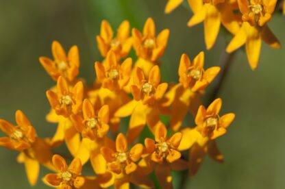 Butterfly Milkweed Seeds / Asclepias tuberosa - Image 9
