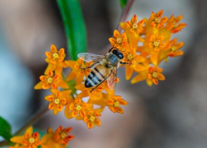 Butterfly Milkweed Seeds / Asclepias tuberosa - Image 10