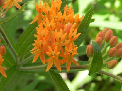 Butterfly Milkweed Seeds / Asclepias tuberosa - Image 11