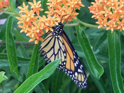 Butterfly Milkweed Seeds / Asclepias tuberosa - Image 4