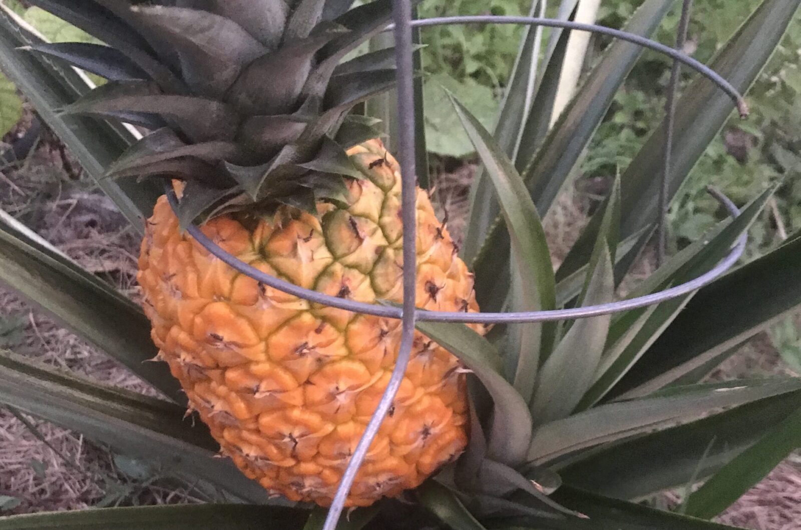 pineapples are one of the easiest tropical fruits for Florida gardens