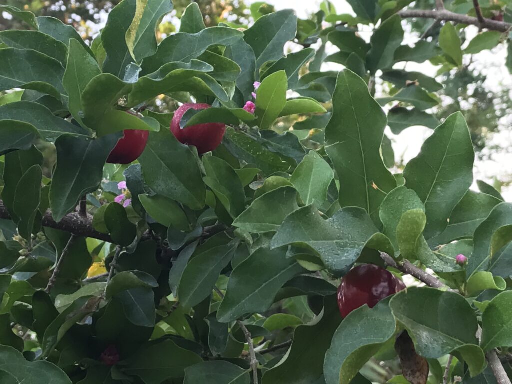 I've found Barbados cherry to be an easy tropical fruit, but the challenge lies in how to eat it.