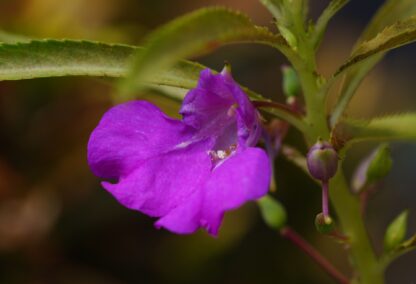 Touch-Me-Not Seeds, Garden Balsam / Impatiens balsamina - Image 7
