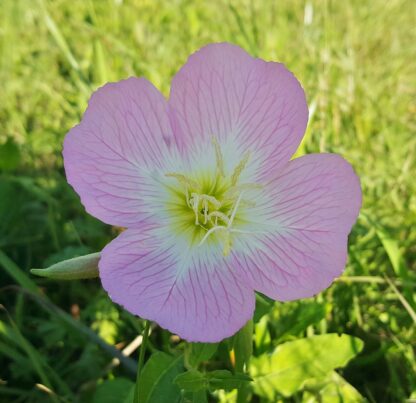 Showy Evening Primrose Seeds, Pinkladies Flowers / Oenothera speciosa - Image 4