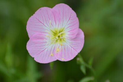 Showy Evening Primrose Seeds, Pinkladies Flowers / Oenothera speciosa - Image 8