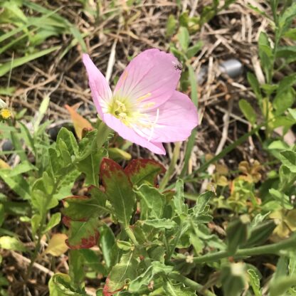 Showy Evening Primrose Seeds, Pinkladies Flowers / Oenothera speciosa - Image 6