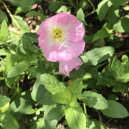 Showy Evening Primrose Seeds, Pinkladies Flowers / Oenothera speciosa - Image 7