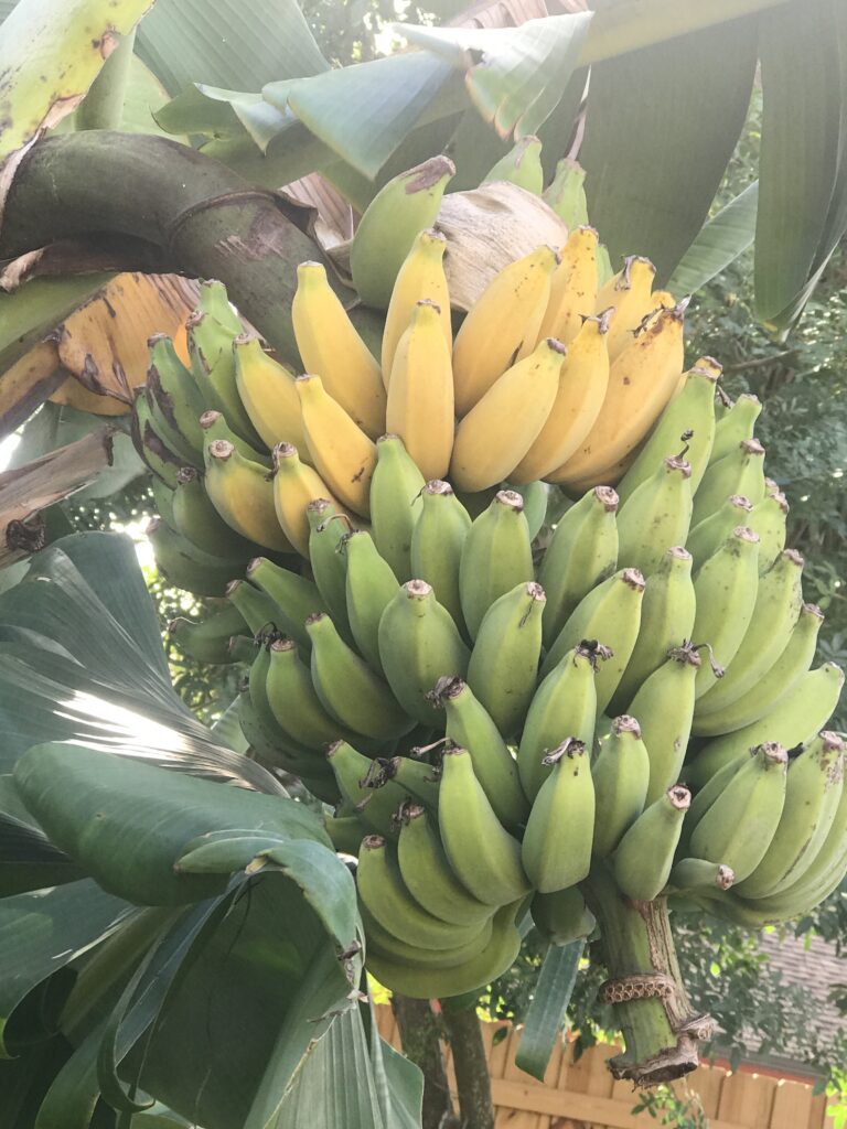 Bananas are my favorite tropical fruit for Florida gardeners — with nearly year-round yields.