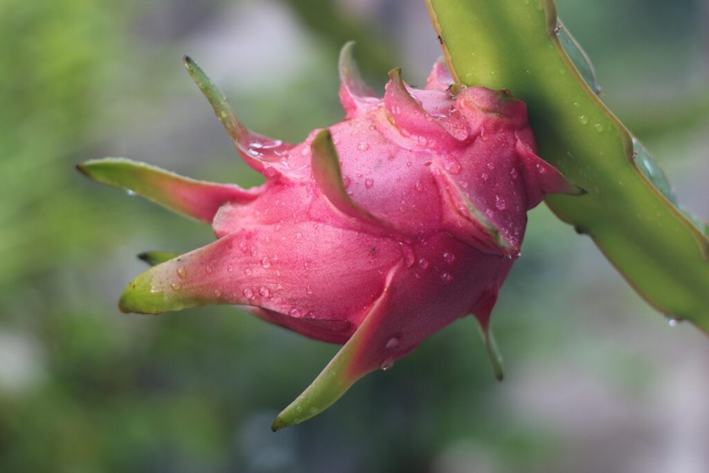 Developing dragon fruit, also known as Pitaya.