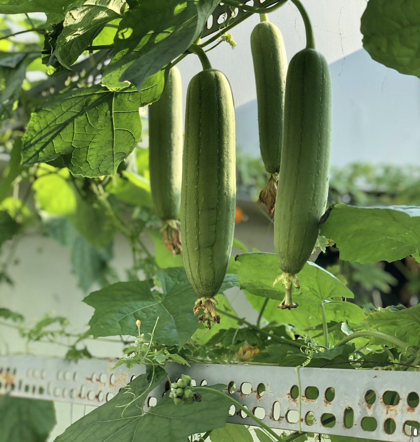 Growing luffa from seed